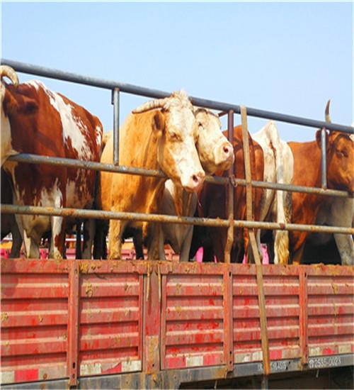 江西肉牛犢架子牛市場