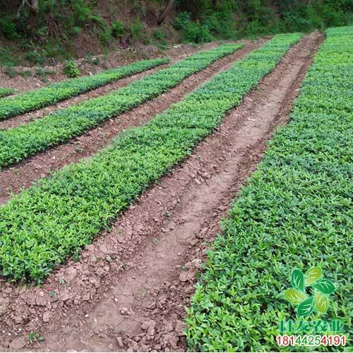 四川藤椒苗基地嫁接藤椒苗無刺藤椒苗