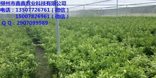 柳城柑橘樹苗那離好呢