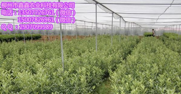 武鳴大量果苗