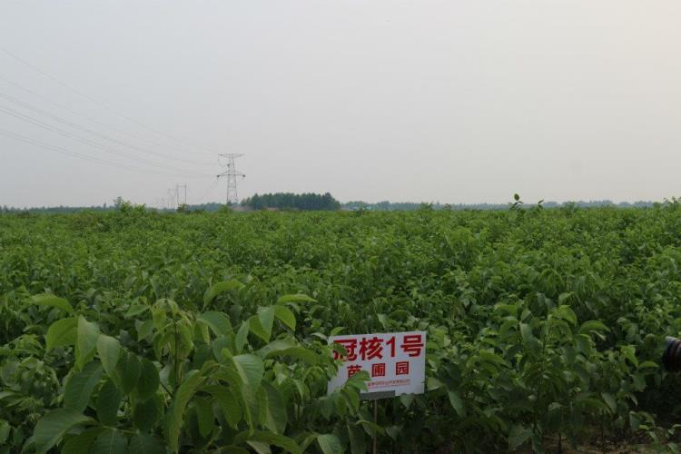 山东冠核一号核桃苗基地 早实薄皮矮化短枝新品质核桃苗