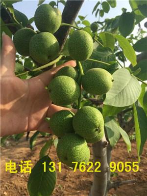 供應(yīng)冠核三號核桃苗基地 冠核3號核桃苗咋賣的 冠核三號的價(jià)