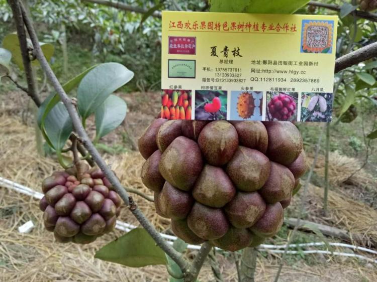 布福娜苗供应布福娜黑老虎种植基地