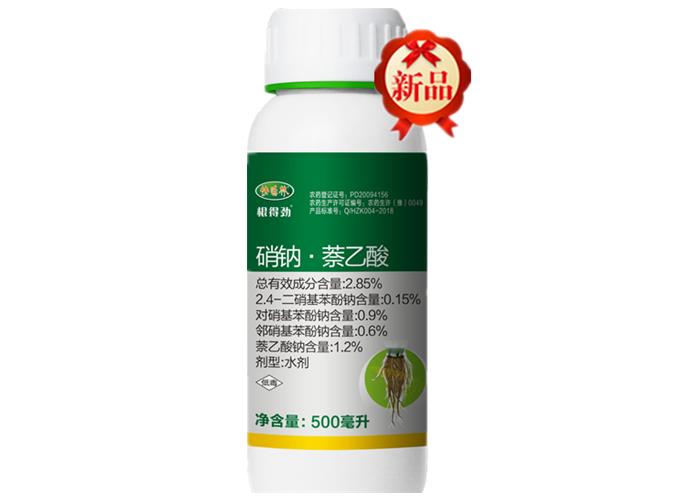 種樹生根劑在那買1000棵金葉復(fù)葉槭多虧快活林救活了