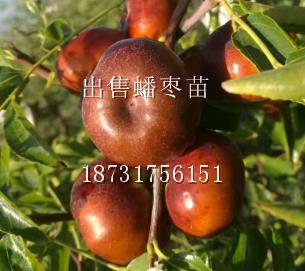 供應(yīng)大果蟠棗苗