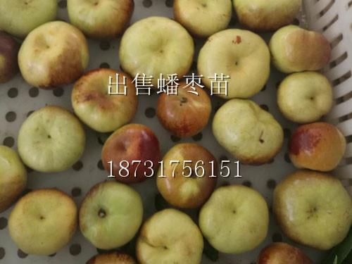沈陽出售嫁接蟠棗苗