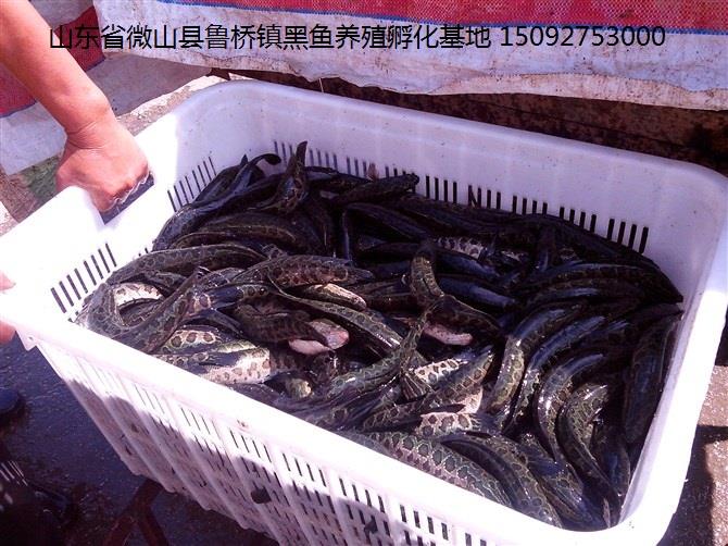 山東黑魚苗孵化基地出售黑魚苗