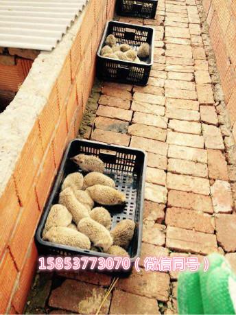 湖南正規(guī)刺猬養(yǎng)殖基地