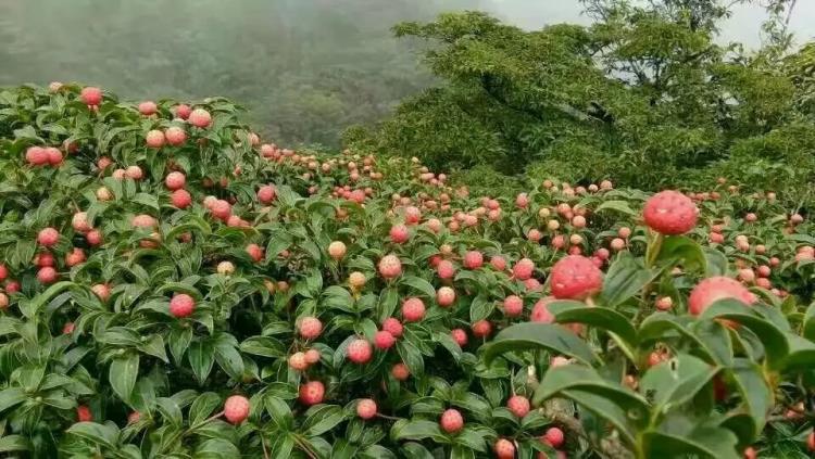 供应山野果石枣苗-石枣苗种植几年挂果