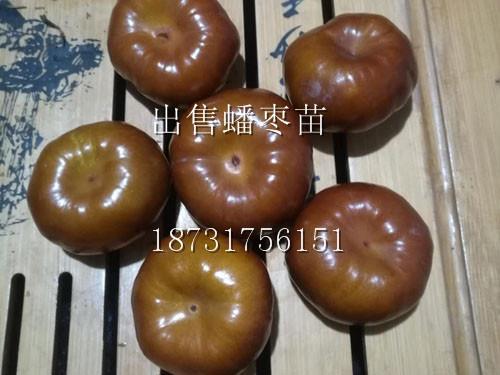 山西蟠棗種苗基地