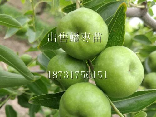山西蟠棗苗育苗基地