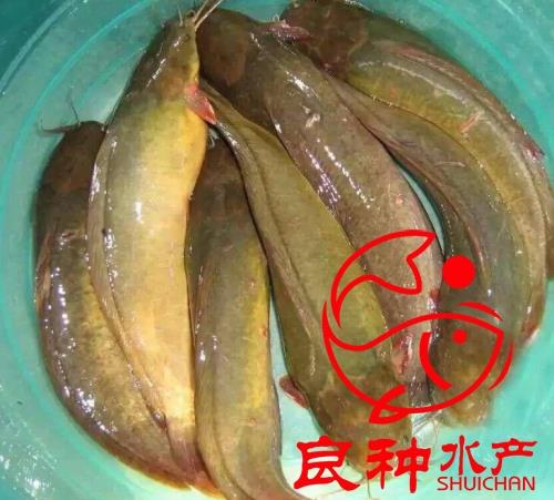 三黃塘鲺魚苗