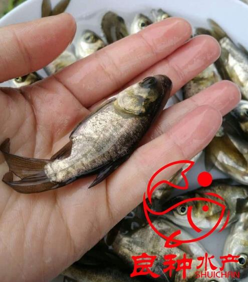 縮骨大頭魚苗