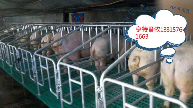 養(yǎng)豬設(shè)備豬用限位欄母豬定位欄省時(shí)省力