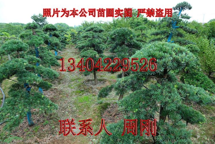 造型罗汉松培育基地 罗汉松造型种植苗圃 苏州罗汉松树种植采购