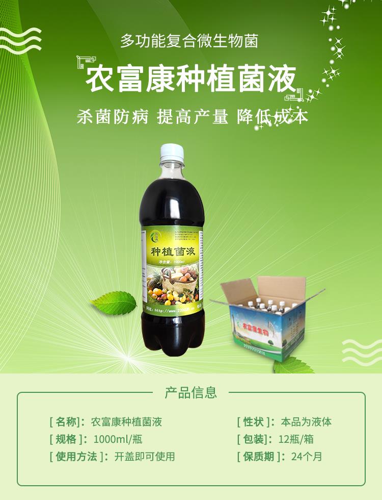 大姜種植使用em菌液生姜腐爛病才能有效的避免