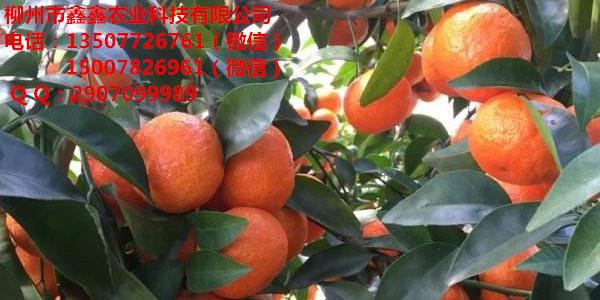 陽江果樹苗大棚基地