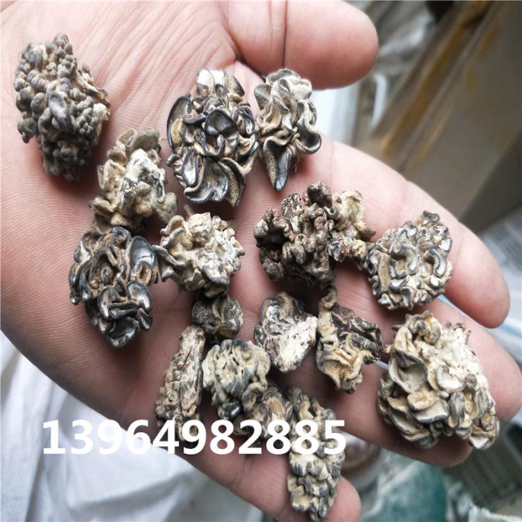 食用菌菇新品核桃菌供應(yīng)采購批