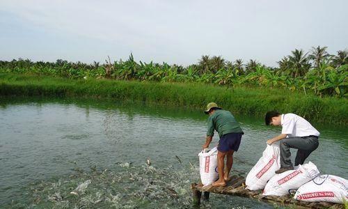 鎮(zhèn)江黃骨魚養(yǎng)殖池消毒嘉合水產(chǎn) 黃顙魚黃骨魚養(yǎng)殖成本嘉合水產(chǎn)