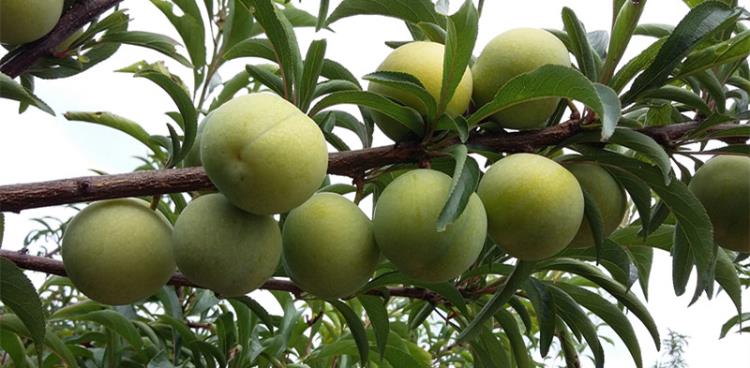 江西蜂糖李苗-蜂糖李种植技术栽培