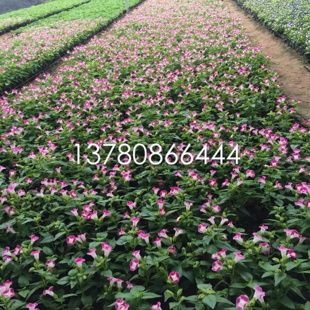 綠化千頭菊工程苗批發基地 千頭菊基地