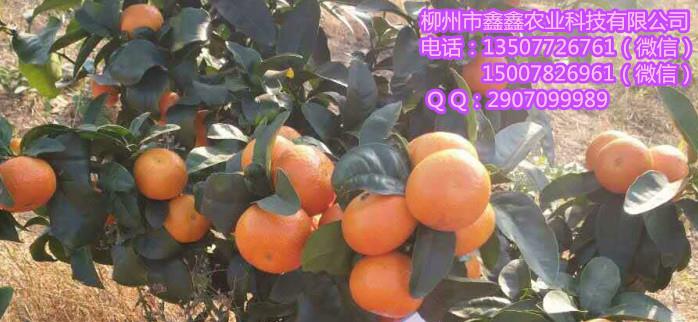 桂林柑橘樹苗批發(fā)市場