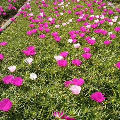 草花价格区间 草花基地价格 青州草花销售报价