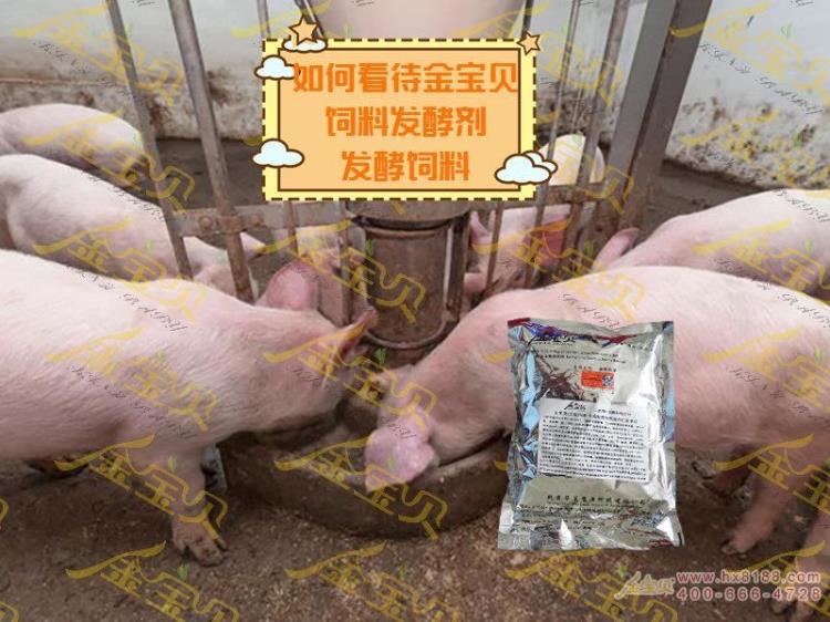 金寶貝飼料發(fā)酵劑發(fā)酵飼料喂豬