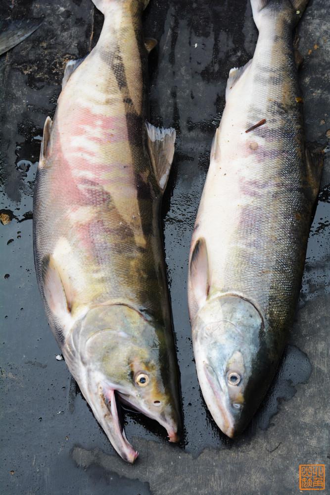 東北大馬哈魚批發(fā) 東北大馬哈魚廠家銷售 東北大馬哈魚公司