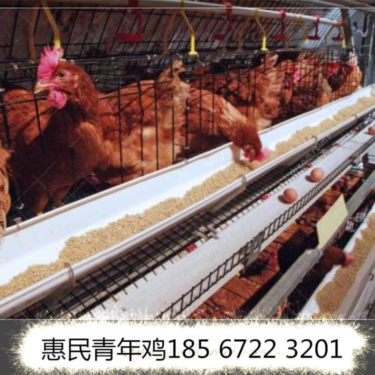 惠民青年雞許昌京紅青年雞養(yǎng)殖場(chǎng) 惠民青年雞養(yǎng)殖場(chǎng)京紅報(bào)價(jià)