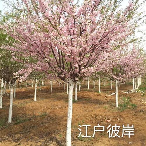 江户彼岸樱彼岸樱江户彼岸樱花价格江户彼岸樱花树