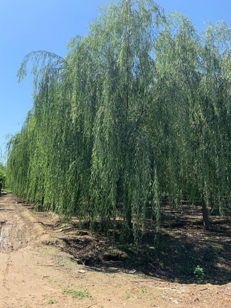 【河北垂柳旱柳苏生柳】河北垂柳旱柳苏生柳