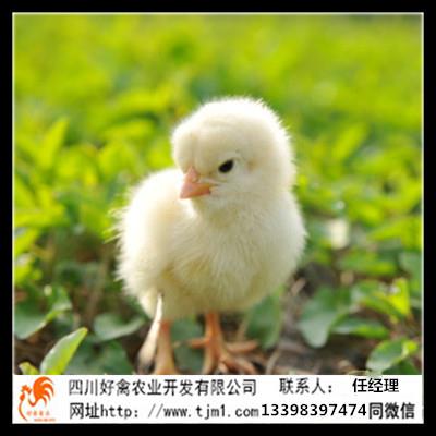 綿陽平武土雞苗養殖成本