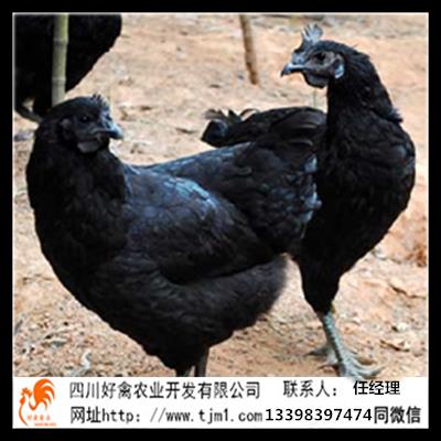 達州宣漢土雞苗批發市場報價