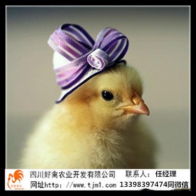 達州開江土雞苗價格行情