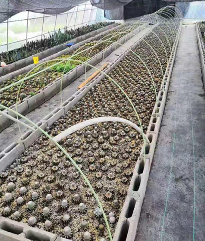 多型號花棚蔬菜保溫棚拱桿 農用蔬菜大棚拱桿支架 玻璃鋼彈力棒