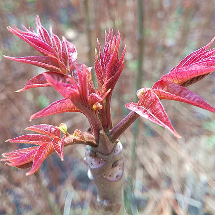 紅油香椿樹苗價格 1米以上香椿苗基地 大棚紅油香椿樹苗