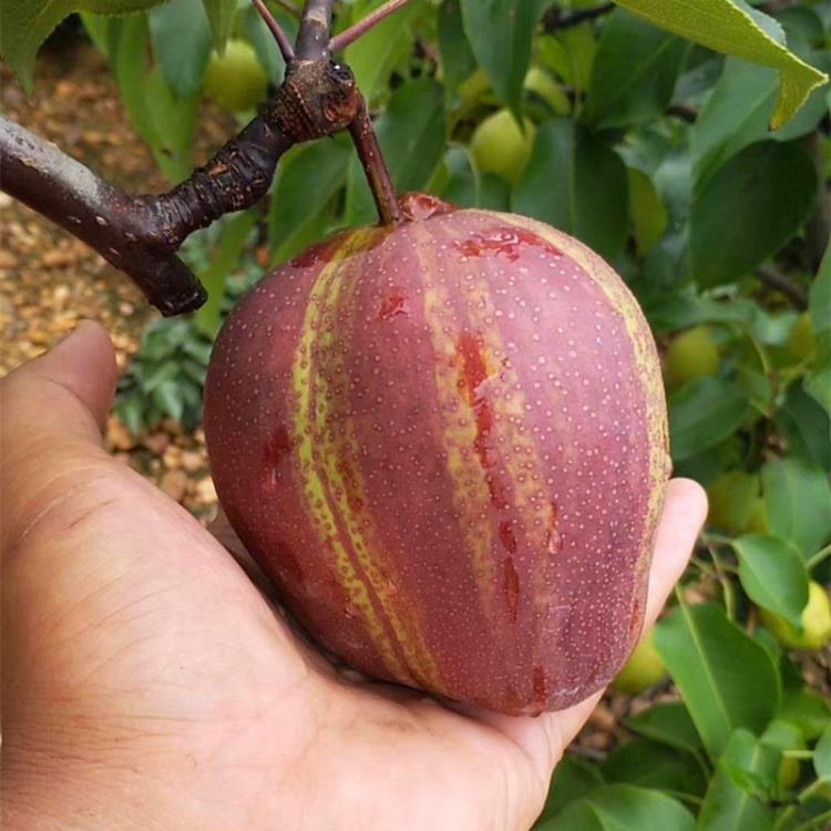 1米高早酥紅梨樹苗價(jià)格 批發(fā)早酥紅梨苗基地